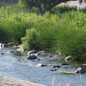 Water flows over rocks in a shallow area of the LA River on a bright day with greenery in the background.